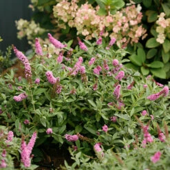 Lo & Behold® 'Pink Micro Chip' Butterfly Bush -Great Garden Plants Sales Store Buddleia Lo Behold Pink Micro Chip 3 P