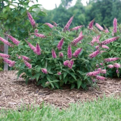 Lo & Behold® 'Pink Micro Chip' Butterfly Bush -Great Garden Plants Sales Store Buddleia Lo Behold Pink Micro Chip 4 P
