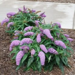 Pugster Amethyst® Butterfly Bush -Great Garden Plants Sales Store Buddleia Pugster Amethyst 1 P