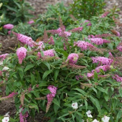 Pugster Pinker™ Butterfly Bush -Great Garden Plants Sales Store Buddleia Pugster Pink 1 P