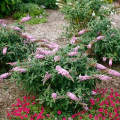Pugster Pinker™ Butterfly Bush -Great Garden Plants Sales Store Buddleia Pugster Pink 5 P