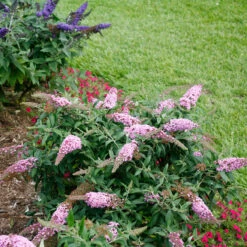 Pugster Pinker™ Butterfly Bush -Great Garden Plants Sales Store Buddleia Pugster Pink 6 P