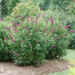 'Miss Molly' Butterfly Bush 8 'Miss Molly' Butterfly Bush -Great Garden Plants Sales Store BuddleiaMissMollyP1082695 800x800 505684e