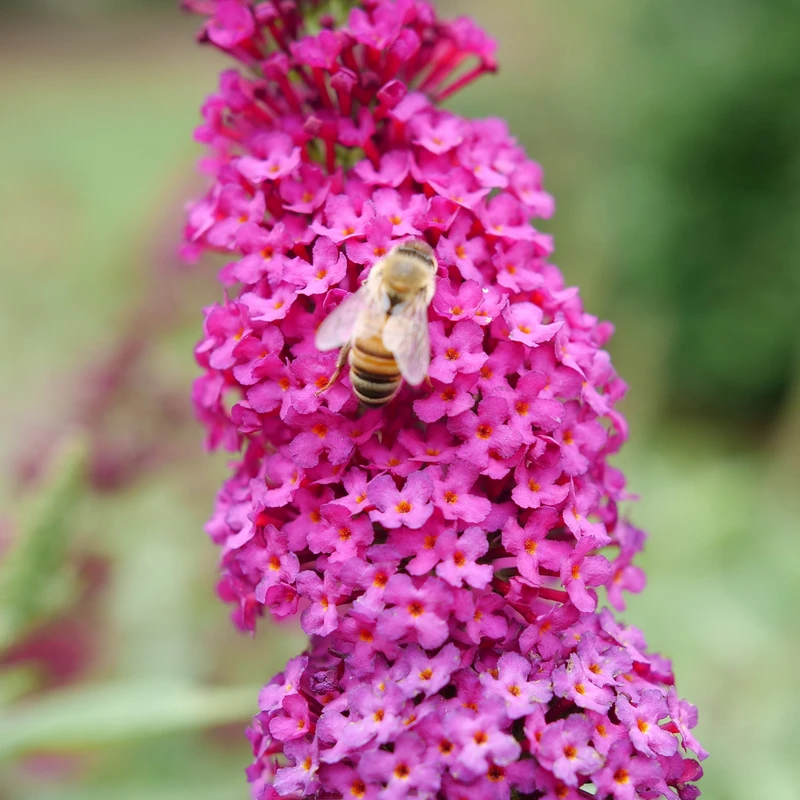 'Miss Molly' Butterfly Bush 2 'Miss Molly' Butterfly Bush - Image 2