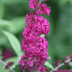 'Miss Ruby' Butterfly Bush 9 'Miss Ruby' Butterfly Bush -Great Garden Plants Sales Store BuddleiaMissRubyIMG 7949 800x800 7754d1c