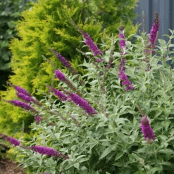 'Miss Violet' Butterfly Bush -Great Garden Plants Sales Store BuddleiaMissVioletIMG 0628 800x800 f2df8b8