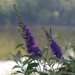 'Miss Violet' Butterfly Bush -Great Garden Plants Sales Store BuddleiaMissVioletP2540397 800x800 c121c21