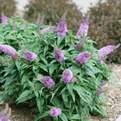 Pugster Amethyst® Butterfly Bush -Great Garden Plants Sales Store BuddleiaPugsterAmethystDSC04579 800x800 c89e8f7