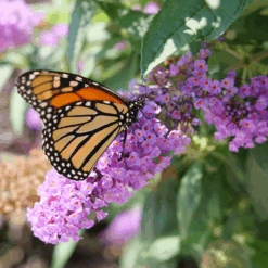 Pugster Amethyst® Butterfly Bush -Great Garden Plants Sales Store BuddleiaPugsterAmethystP1082779 800x800 f451e39