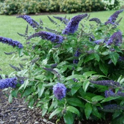 Pugster Blue® Butterfly Bush -Great Garden Plants Sales Store BuddleiaPugsterBlueP1000453 800x800 e5bd860