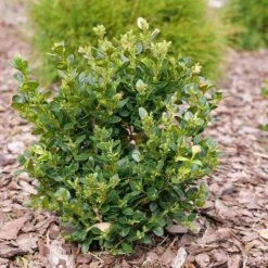 Neatball™ Boxwood -Great Garden Plants Sales Store Buxus Neatball P1202484 800 800 60