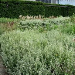 Calamint -Great Garden Plants Sales Store Calamintha nepeta lurie garden chicago
