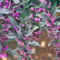 Pearl Glam® Beautyberry -Great Garden Plants Sales Store Callicarpa Pearl Glam 3 P