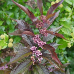 Pearl Glam® Beautyberry -Great Garden Plants Sales Store Callicarpa Pearl Glam 4 P