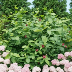 'Aphrodite' Sweetshrub -Great Garden Plants Sales Store CalycanthusAphroditeDSC00826 800x800 8413a2a