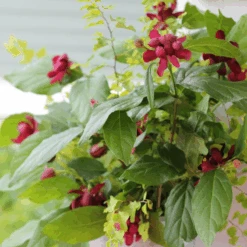 'Aphrodite' Sweetshrub -Great Garden Plants Sales Store CalycanthusAphroditeIMG 7183 800x800 eae8727