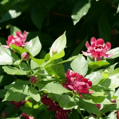 'Aphrodite' Sweetshrub -Great Garden Plants Sales Store CalycanthusAphroditeP1071175 800x800 f746dfd