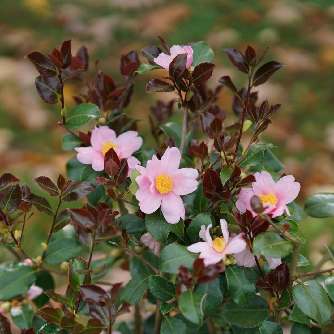 Just Chill Red Tip™ Camellia 1 Just Chill Red Tip™ Camellia