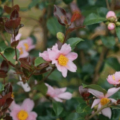 Just Chill Red Tip™ Camellia 7 Just Chill Red Tip™ Camellia -Great Garden Plants Sales Store CamelliaJustChillRedTipDSC05601 1080x1080 29a208c