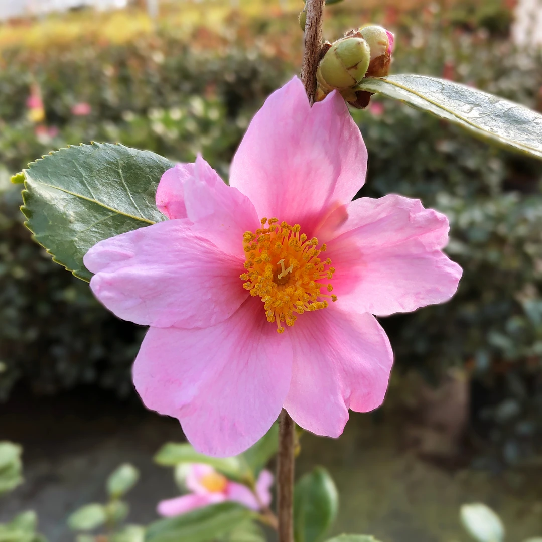 Just Chill Red Tip™ Camellia 2 Just Chill Red Tip™ Camellia - Image 2