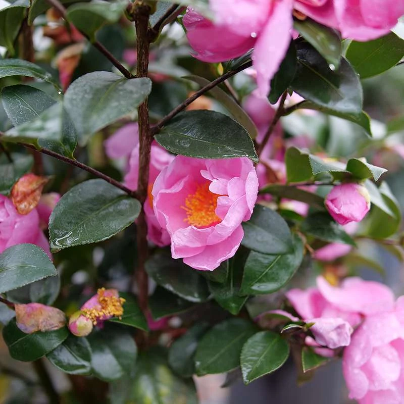 Just Chill™ Double Mauve Camellia 1 Just Chill™ Double Mauve Camellia