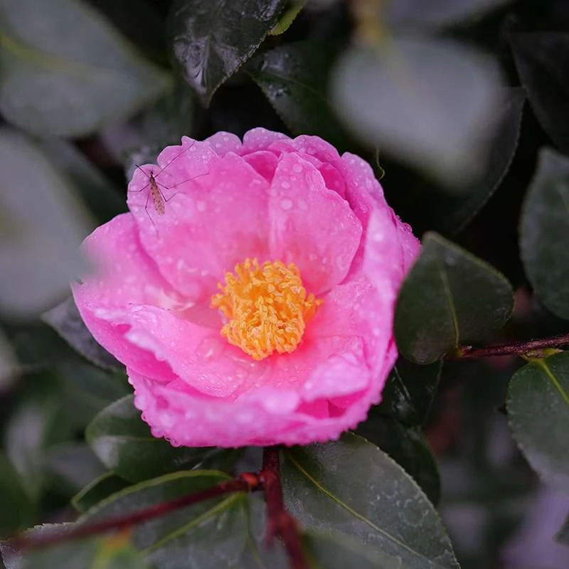 Just Chill™ Double Mauve Camellia 2 Just Chill™ Double Mauve Camellia - Image 2