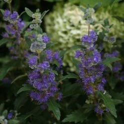 Beyond Midnight® Bluebeard -Great Garden Plants Sales Store Caryopteris Beyond Midnight 3 P 31df8b38 198c 4262 97f4 d46a339bb904 sw