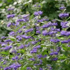 Beyond Midnight® Bluebeard -Great Garden Plants Sales Store CaryopterisBeyondMidnightP1014734 800x800 b51c260