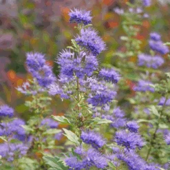 Beyond Midnight® Bluebeard -Great Garden Plants Sales Store CaryopterisBeyondMidnightP1014894 800x800 c72d939