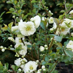 Double Take Eternal White™ Flowering Quince -Great Garden Plants Sales Store ChaenomelesDoubleTakeEternalWhiteP1151363 1080x1080 ea480fc