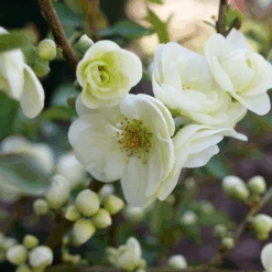 Double Take Eternal White™ Flowering Quince -Great Garden Plants Sales Store ChaenomelesDoubleTakeEternalWhiteP1151371 1080x1080 18aece4