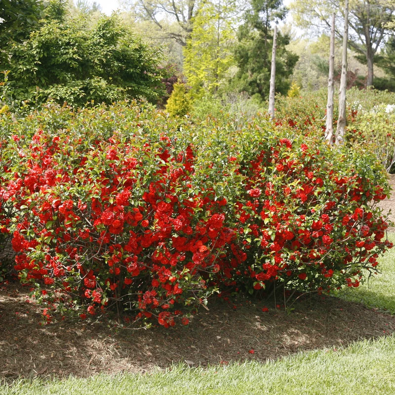 Double Take Orange™ Flowering Quince 3 Double Take Orange™ Flowering Quince - Image 3