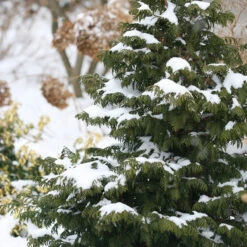Soft Serve® False Cypress -Great Garden Plants Sales Store Chamaecyparis Soft Serve 4