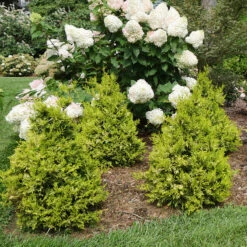 Soft Serve® Gold False Cypress -Great Garden Plants Sales Store Chamaecyparis Soft Serve Gold 3