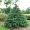 Haywire™ False Cypress