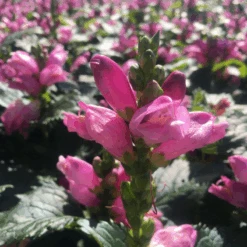 'Hot Lips' Pink Turtlehead (Chelone) 7 'Hot Lips' Pink Turtlehead (Chelone) -Great Garden Plants Sales Store Chelone hot lips 800x800 95f10f8
