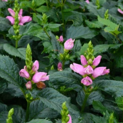 'Hot Lips' Pink Turtlehead (Chelone) 9 'Hot Lips' Pink Turtlehead (Chelone) -Great Garden Plants Sales Store CheloneHotLips 800x800 ad0da34