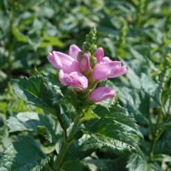 'Hot Lips' Pink Turtlehead (Chelone) 8 'Hot Lips' Pink Turtlehead (Chelone) -Great Garden Plants Sales Store CheloneHotLips 3 800x800 9ac6927