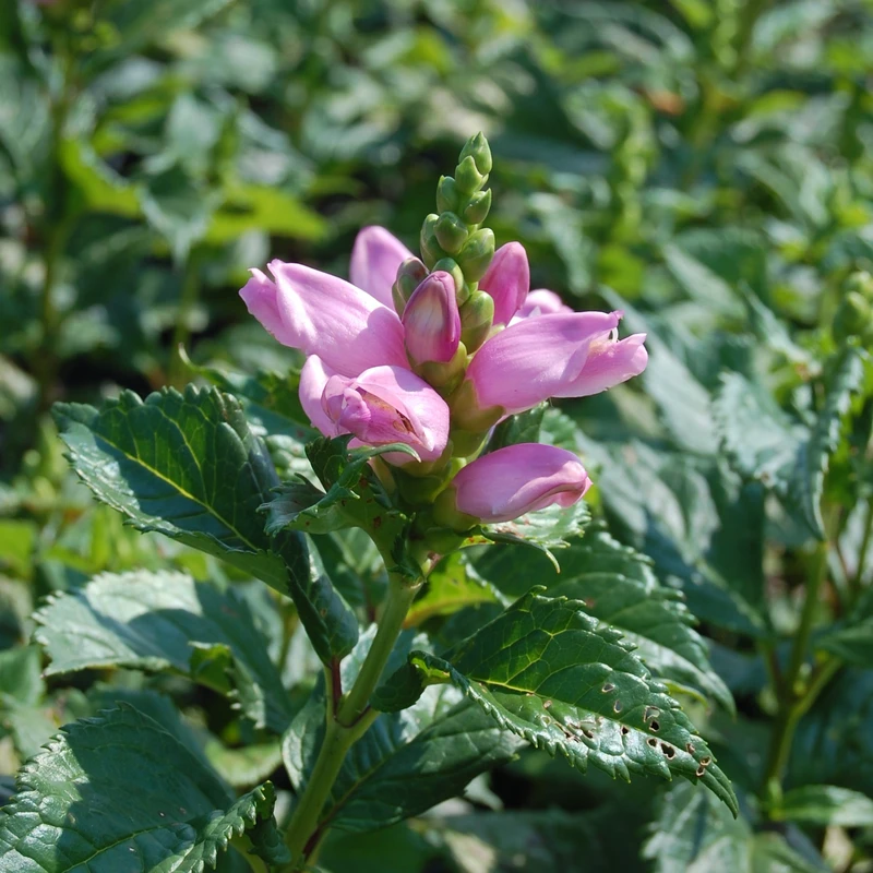 'Hot Lips' Pink Turtlehead (Chelone) 4 'Hot Lips' Pink Turtlehead (Chelone) - Image 4