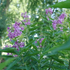 El Niño™ Chitalpa -Great Garden Plants Sales Store ChitalpaElNinoP1207523 1080x1080 9bbd7b3