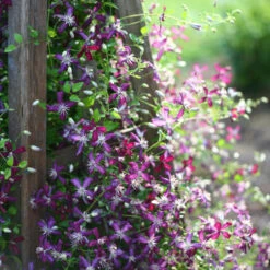 'Sweet Summer Love' Clematis
