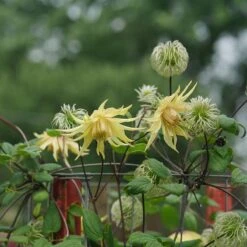 Funyella™ Clematis 7 Funyella™ Clematis -Great Garden Plants Sales Store Clematis Funyella DSC00293 800 800 60