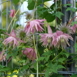 Sparky® Pink Clematis -Great Garden Plants Sales Store Clematis Sparky Pink 3 P