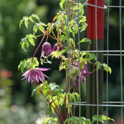 Sparky® Purple Clematis -Great Garden Plants Sales Store Clematis Sparky Purple 3 P