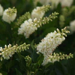 Sugartina® 'Crystalina' Summersweet -Great Garden Plants Sales Store Clethra Sugartina Crystalina 3 P