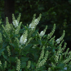 Sugartina® 'Crystalina' Summersweet -Great Garden Plants Sales Store Clethra Sugartina Crystalina 4 P