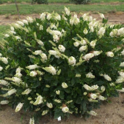 Sugartina® 'Crystalina' Summersweet -Great Garden Plants Sales Store Clethra Sugartina Crystalina 5 P