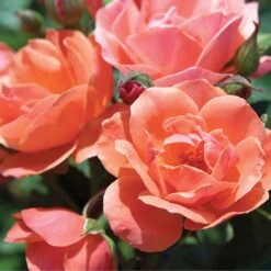 Coral Knock Out® Rose -Great Garden Plants Sales Store CoralKnockOut 3