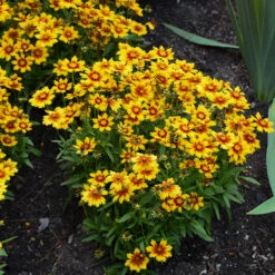 Uptick™ Gold & Bronze Tickseed -Great Garden Plants Sales Store Coreopsis Uptick Gold Bronze 3 P