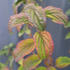 Pucker Up® Red-Twig Dogwood -Great Garden Plants Sales Store Cornus Pucker Up 2